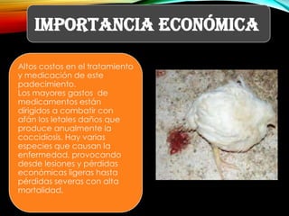 IMPORTANCIA ECONÓMICA
Altos costos en el tratamiento
y medicación de este
padecimiento.
Los mayores gastos de
medicamentos están
dirigidos a combatir con
afán los letales daños que
produce anualmente la
coccidiosis. Hay varias
especies que causan la
enfermedad, provocando
desde lesiones y pérdidas
económicas ligeras hasta
pérdidas severas con alta
mortalidad.

 