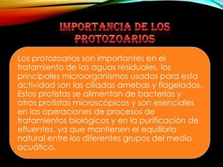 Los protozoarios son importantes en el
tratamiento de las aguas residuales, los
principales microorganismos usados para esta
actividad son las ciliadas amebas y flagelados.
Estos protistas se alimentan de bacterias y
otros protistas microscópicos y son esenciales
en las operaciones de procesos de
tratamientos biológicos y en la purificación de
efluentes, ya que mantienen el equilibrio
natural entre los diferentes grupos del medio
acuático.

 