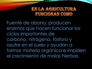 Fuente de abono; producen
enzimas que hacen funcionar los
ciclos importantes de
carbono, nitrógeno, fósforo y
azufre en el suelo y ayudan a
formar materia orgánica e impiden
el crecimiento de malas hierbas.

 