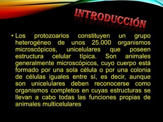 • Los protozoarios constituyen un grupo
heterogéneo de unos 25.000 organismos
microscópicos, unicelulares que poseen
estructura celular típica. Son animales
generalmente microscópicos, cuyo cuerpo está
formado por una sola célula o por una colonia
de células iguales entre sí, es decir, aunque
son unicelulares deben reconocerse como
organismos completos en cuyas estructuras se
llevan a cabo todas las funciones propias de
animales multicelulares

 