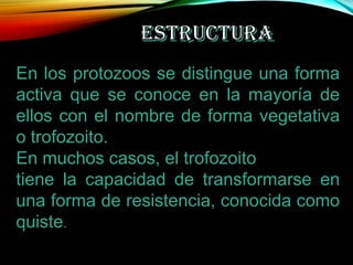 En los protozoos se distingue una forma
activa que se conoce en la mayoría de
ellos con el nombre de forma vegetativa
o trofozoito.
En muchos casos, el trofozoito
tiene la capacidad de transformarse en
una forma de resistencia, conocida como
quiste.

 