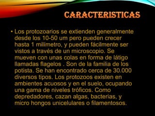 • Los protozoarios se extienden generalmente
desde los 10-50 um pero pueden crecer
hasta 1 milímetro, y pueden fácilmente ser
vistos a través de un microscopio. Se
mueven con unas colas en forma de látigo
llamadas flagelos . Son de la familia de los
potista. Se han encontrado cerca de 30.000
diversos tipos. Los protozoos existen en
ambientes acuosos y en el suelo, ocupando
una gama de niveles tróficos. Como
depredadores, cazan algas, bacterias, y
micro hongos unicelulares o filamentosos.

 