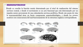 • Neuromotricidad
Donde se concibe la función motriz determinada por el nivel de maduración del sistema
nervioso central, y donde el movimiento es un acto funcional que está determinado por un
impulso motor proveniente de una estimulación nerviosa periférica. Desde este punto de vista
la neuromotricidad tiene un fuerte componente anatomofisiológico, y donde los errores
motrices son consecuencia del mal funcionamiento de la estructura orgánica correspondiente.

 