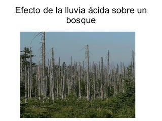 Efecto de la lluvia ácida sobre un bosque 
