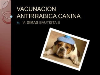 VACUNACION
ANTIRRABICA CANINA
M. V. DIMAS BAUTISTA B
 
