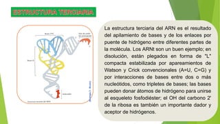 La estructura terciaria del ARN es el resultado
del apilamiento de bases y de los enlaces por
puente de hidrógeno entre diferentes partes de
la molécula. Los ARNt son un buen ejemplo; en
disolución, están plegados en forma de "L"
compacta estabilizada por apareamientos de
Watson y Crick convencionales (A=U, C=G) y
por interacciones de bases entre dos o más
nucleótidos, como tripletes de bases; las bases
pueden donar átomos de hidrógeno para unirse
al esqueleto fosfodiéster; el OH del carbono 2'
de la ribosa es también un importante dador y
aceptor de hidrógenos.
 