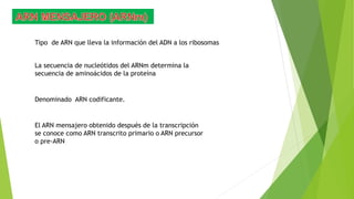 Tipo de ARN que lleva la información del ADN a los ribosomas
La secuencia de nucleótidos del ARNm determina la
secuencia de aminoácidos de la proteína
Denominado ARN codificante.
El ARN mensajero obtenido después de la transcripción
se conoce como ARN transcrito primario o ARN precursor
o pre-ARN
 