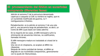 Adición al extremo 5' de la estructura denominada
caperuza o casquete (o CAP, su nombre en inglés), que es
un nucleótido modificado de guanina, la 7-
metilguanosina trifosfato.
Poliadenilación: es la adición al extremo 3' de una cola
poli-A, una secuencia larga de poliadenilato, es decir, un
tramo de ARN cuyas bases son todas adenina
En la mayoría de los casos, el ARN mensajero sufre la
eliminación de secuencias internas, no codificantes,
llamadas intrones.
El ARN mensajero maduro es trasladado al citosol de la
célula
Una vez en el citoplasma, se acoplan al ARNm los
ribosomas
Después de cierta cantidad de tiempo, el ARNm se
degrada en sus nucleótidos componentes, generalmente
con la ayuda de ribonucleasas.
 