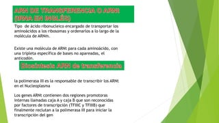 Tipo de ácido ribonucleico encargado de transportar los
aminoácidos a los ribosomas y ordenarlos a lo largo de la
molécula de ARNm.
Existe una molécula de ARNt para cada aminoácido, con
una tripleta específica de bases no apareadas, el
anticodón.
la polimerasa III es la responsable de transcribir los ARNt
en el Nucleoplasma
Los genes ARNt contienen dos regiones promotoras
internas llamadas caja A y caja B que son reconocidas
por factores de transcripción (TFIIIC y TFIIIB) que
finalmente reclutan a la polimerasa III para iniciar la
transcripción del gen
 