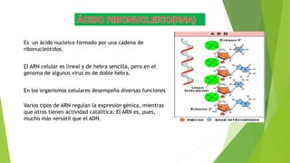 Es un ácido nucleico formado por una cadena de
ribonucleótidos.
El ARN celular es lineal y de hebra sencilla, pero en el
genoma de algunos virus es de doble hebra.
En los organismos celulares desempeña diversas funciones
Varios tipos de ARN regulan la expresión génica, mientras
que otros tienen actividad catalítica. El ARN es, pues,
mucho más versátil que el ADN.
 