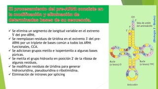  Se elimina un segmento de longitud variable en el extremo
5' del pre-ARNt.
 Se reemplazan residuos de Uridina en el extremo 3' del pre-
ARNt por un triplete de bases común a todos los ARNt
funcionales, CCA.
 Se adicionan grupos metilo e isopentenilo a algunas bases
púricas.
 Se metila el grupo hidroxilo en posición 2' de la ribosa de
algunos residuos.
 Se modifican residuos de Uridina para generar
hidroxiuridina, pseudouridina o ribotimidina.
 Eliminación de intrones por splicing
 