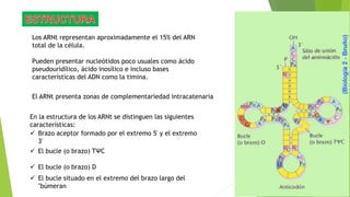 Los ARNt representan aproximadamente el 15% del ARN
total de la célula.
Pueden presentar nucleótidos poco usuales como ácido
pseudouridílico, ácido inosílico e incluso bases
características del ADN como la timina.
El ARNt presenta zonas de complementariedad intracatenaria
 Brazo aceptor formado por el extremo 5' y el extremo
3'
 El bucle (o brazo) TΨC
 El bucle (o brazo) D
 El bucle situado en el extremo del brazo largo del
"búmeran
En la estructura de los ARNt se distinguen las siguientes
características:
 