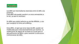 Los ARNt son intermediarios esenciales entre el ADN y las
proteínas.
Cada ARNt sólo puede transferir un único aminoácido (a
la vez, ya que se reutilizan)
Un ARNt que acepta laalanina se escribe ARNtAla, y uno
que transporte la lisina sería ARNtLys.
Estos ARNt, al igual que otros tipos de ARN, pueden ser
modificados post-transcripcionalmente por enzimas. La
modificación de alguna de sus bases es crucial para la
descodificación de ARNm y para mantener la estructura
tridimensional del ARNt.
 