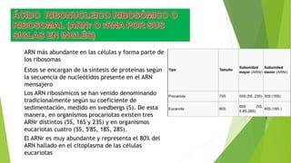 ARN más abundante en las células y forma parte de
los ribosomas
Estos se encargan de la síntesis de proteínas según
la secuencia de nucleótidos presente en el ARN
mensajero
Los ARN ribosómicos se han venido denominando
tradicionalmente según su coeficiente de
sedimentación, medido en svedbergs (S). De esta
manera, en organismos procariotas existen tres
ARNr distintos (5S, 16S y 23S) y en organismos
eucariotas cuatro (5S, 5'8S, 18S, 28S).
El ARNr es muy abundante y representa el 80% del
ARN hallado en el citoplasma de las células
eucariotas
 
