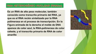 Es un RNA de alto peso molecular, también
conocido como transcrito primario del RNA, ya
que es el RNA recién sintetizado por la RNA
polimerasa en el proceso de transcripción. En la
Figura animada de la derecha el molde de DNA
aparece de color azul, la RNA-polimerasa de color
celeste, y el transcrito primario de RNA de color
amarillo.
 