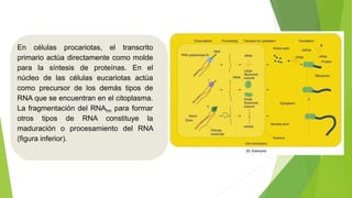 En células procariotas, el transcrito
primario actúa directamente como molde
para la síntesis de proteínas. En el
núcleo de las células eucariotas actúa
como precursor de los demás tipos de
RNA que se encuentran en el citoplasma.
La fragmentación del RNAhn para formar
otros tipos de RNA constituye la
maduración o procesamiento del RNA
(figura inferior).
 