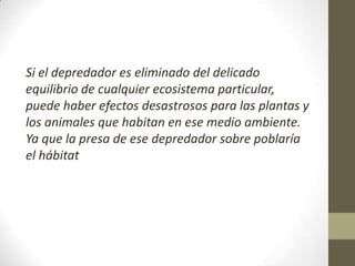 Si el depredador es eliminado del delicado
equilibrio de cualquier ecosistema particular,
puede haber efectos desastrosos para las plantas y
los animales que habitan en ese medio ambiente.
Ya que la presa de ese depredador sobre poblaría
el hábitat
 