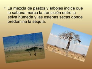 La mezcla de pastos y árboles indica que la sabana marca la transición entre la selva húmeda y las estepas secas donde predomina la sequía.  