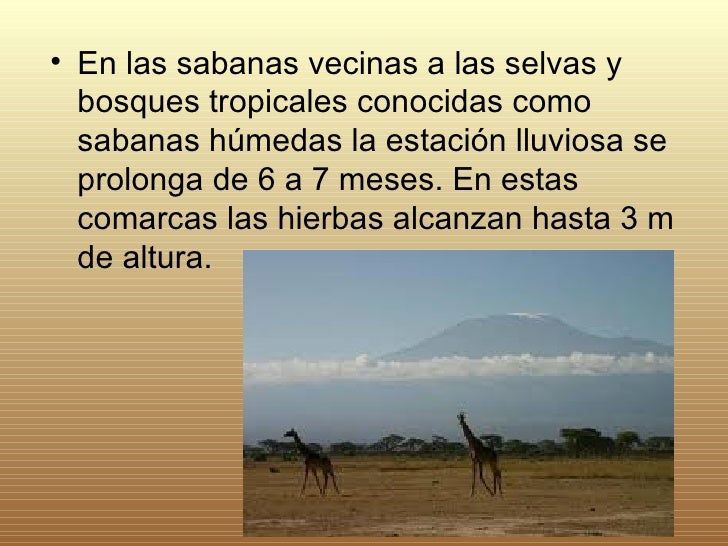 Exposicion sabana