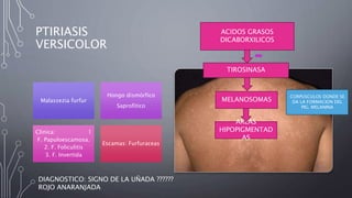 PTIRIASIS
VERSICOLOR
Malassezia furfur
Hongo dismórfico
Saprofitico
Clinica: 1
F. Papuloescamosa.
2. F. Foliculitis
3. F. Invertida
Escamas: Furfuraceas
ACIDOS GRASOS
DICABORXILICOS
TIROSINASA
MELANOSOMAS
CORPUSCULOS DONDE SE
DA LA FORMACION DEL
PIG. MELANINA
AREAS
HIPOPIGMENTAD
AS
DIAGNOSTICO: SIGNO DE LA UÑADA ??????
ROJO ANARANJADA
 