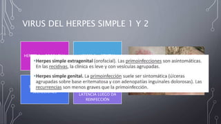VIRUS DEL HERPES SIMPLE 1 Y 2
HERPES 1 - OROFACIAL HERPES 2 - GENITAL
SE TRASMITE POR
SECRECIONES
PATOGENO INVADE
EPITELIO VA AL GANGLIO
LINFATICO QUEDA EN
LATENCIA LUEGO DA
REINFECCIÓN
 