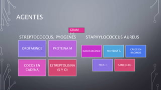 AGENTES
STREPTOCOCCUS. PYOGENES
OROFARINGE PROTEINA M
COCOS EN
CADENA
ESTREPTOLISINA
(S Y O)
STAPHYLOCOCCUS AUREUS
NASOFARGINGE PROTEINA A
CRECE EN
RACIMOS
TSST-1 SAMR (44%)
GRAM
(+)
 