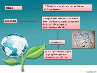 Cubierta exterior, dura y quebradiza, de
cáscara
             ALGUNAS Cosas


            Es un protozoo caracterizado por su
ameboides   forma cambiante, puesto que carece
            de pared celular, y por su
            movimiento ameboide.




                   arquitectura


              es una figura que no sigue
              ningún patrón para su
              determinada su forma.
 