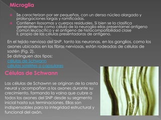 Microglia
     Se caracterizan por ser pequeñas, con un denso núcleo alargado y
      prolongaciones largas y ramificadas.
     Contienen lisosomas y cuerpos residuales. Si bien se la clasifica
      generalmente como célula de la neuroglia ellas presentarnel antígeno
      común leucocítico y el antígeno de histocompatibilidad clase
      II, propio de las células presentadoras de antígeno.

 En el tejido nervioso del SNP, tanto las neuronas, en los ganglios, como los
 axones ubicados en las fibras nerviosas, están rodeadas de células de
 sostén (Fig. 2).
 Se distinguen dos tipos:
 células de Schwann
 células satélites o capsulares
Células de Schwann
Las células de Schawnn se originan de la cresta
neural y acompañan a los axones durante su
crecimiento, formando la vaina que cubre a
todos los axones del SNP desde su segmento
inicial hasta sus terminaciones. Ellas son
indispensables para la integridad estructural y
funcional del axón.
 
