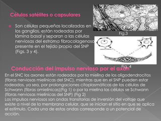    Son células pequeñas localizadas en
     los ganglios, están rodeadas por
                                                            Fig.3
     lámina basal y separan a las células
     nerviosas del estroma fibrocolagenoso
     presente en el tejido propio del SNP
     (Figs. 3 y 4).



   Conducción del impulso nervioso por el axón4
                                            Fig.

En el SNC los axones están rodeados por la mielina de los oligodendrocitos
(fibras nerviosas mielínicas del SNC), mientras que en el SNP pueden estar
rodeados, ya sea, por prolongaciones citoplasmáticas de las células de
Schwann (fibras amielínicas)(Fig 1) o por la mielina las células se Schwann
(fibras nerviosas mielínicas del SNP) (Fig 2)
Los impulsos nerviosos son ondas transitorias de inversión del voltaje que
existe a nivel de la membrana celular, que se inician el sitio en que se aplica
el estímulo. Cada una de estas ondas corresponde a un potencial de
acción.
 