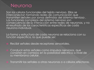 Son las células funcionales del tejido nervioso. Ellas se
interconectan formando redes de comunicación que
transmiten señales por zonas definidas del sistema nervioso .
Los funciones complejas del sistema nervioso son
consecuencia de la interacción entre redes de neuronas, y no
el resultado de las características específicas de cada
neurona individual.

La forma y estructura de cada neurona se relaciona con su
función específica, la que puede ser:

   Recibir señales desde receptores sensoriales.

   Conducir estas señales como impulsos nerviosos, que
    consisten en cambios en la polaridad eléctrica a nivel de
    su membrana celular.

   Transmitir las señales a otras neuronas o a células efectoras.
 