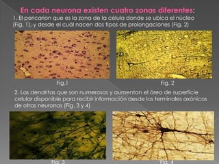 En cada neurona existen cuatro zonas diferentes:
1. El pericarion que es la zona de la célula donde se ubica el núcleo
(Fig. 1), y desde el cuál nacen dos tipos de prolongaciones (Fig. 2)




                Fig.1                                   Fig. 2
2. Las dendritas que son numerosas y aumentan el área de superficie
celular disponible para recibir información desde los terminales axónicos
de otras neuronas (Fig. 3 y 4)
 