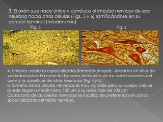3. El axón que nace único y conduce el impulso nervioso de esa
neurona hacia otras células (Figs. 5 y 6) ramificándose en su
porción terminal (telodendrón)
           Fig. 5                                       Fig. 6




4. Uniones celulares especializadas llamadas sinapsis, ubicadas en sitios de
vecindad estrecha entre los botones terminales de las ramificaciones del
axón y la superficie de otras neuronas (Fig 4 y 5)
El tamaño de las células nerviosas es muy variable pero su cuerpo celular
puede llegar a medir hasta 150 um y su axón más de 100 cm
Cada zona de las células nerviosas se localiza de preferencia en zonas
especializadas del tejido nervioso.
 