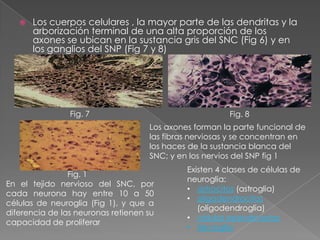   Los cuerpos celulares , la mayor parte de las dendritas y la
       arborización terminal de una alta proporción de los
       axones se ubican en la sustancia gris del SNC (Fig 6) y en
       los ganglios del SNP (Fig 7 y 8)




                Fig. 7                                  Fig. 8
                                    Los axones forman la parte funcional de
                                    las fibras nerviosas y se concentran en
                                    los haces de la sustancia blanca del
                                    SNC; y en los nervios del SNP fig 1
                                             Existen 4 clases de células de
                Fig. 1
                                             neuroglia:
En el tejido nervioso del SNC, por
                                             • astrocitos (astroglia)
cada neurona hay entre 10 a 50
                                             • oligodendrocitos
células de neuroglia (Fig 1), y que a
                                                (oligodendroglia)
diferencia de las neuronas retienen su
                                             • células ependimarias
capacidad de proliferar
                                             • Microglia
 