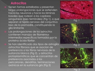  Tienen formas estrelladas y presentan
  largas prolongaciones que se extienden
  hacia las neuronas y hacia los láminas
  basales que rodean a los capilares
  sanguíneos (pies terminales) (Fig 1), o que
                                                Fig. 1
  separan al tejido nervioso del conjuntivo
  laxo de la piamadre, constituyendo la
  glía limitante
 Las prolongaciones de los astrocitos
  contienen manojos de filamentos
  intermedios específicos formados por la
  proteína ácida fibrilar.
 Se han identificado dos tipos de astroglia:   Fig. 2
  astrocitos fibrosos que se asocian de
  preferencia a las fibras nerviosas de la
  sustancia blanca (Fig 2). y astrocitos
  protoplasmáticos que se concentran de
  preferencia asociados a los
  pericariones, dendritas, terminaciones
  axónicas en la sustancia gris (Fig 3)
                                                Fig. 3
 