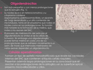    Son más pequeños y con menos prolongaciones
    que la astroglía (Fig. 1).
   Su núcleo es rico en heterocromatina y su
    citoplasma contiene
    ergastoplasma, polirribosomas libres, un aparato
    de Golgi desarrollado y un alto contenido de
    microtúbulos, tanto en el citoplasma que rodea al
    núcleo como en sus prolongaciones. Su función
    más notable es la formación de la mielina, que
    rodea a los axones del SNC.                               Fig. 1
   El proceso de mielinización del axón por el
    oligodendrocito es similar al de la célula de
    Schwann. Sin embargo una oligodendroglia
    puede formar mielina en cada una de sus
    prolongaciones que se adhieren inicialmente a un
    axón, de modo que internodos mielinizados de
    varios axones dependen un oligodendrocito.

        Células ependimarias
    Forman un tipo de epitelio monostratificado que reviste las cavidades
    internas del SNC que contienen al líquido cefalo raquídeo.
    Presentan además largas prolongaciones en su zona basal que se
    asocian a las prolongaciones de la astroglia y en su superficie apical
    presenta microvellocidades y cilios.
 