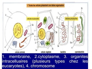 1. membraine, 2.cytoplasme, 3. organites
intracelluaires (plusieurs types chez les
eucaryotes), 4. chromosome

 
