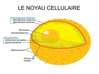 LE NOYAU CELLULAIRE

 