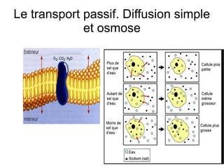 Le transport passif. Diffusion simple
et osmose

 