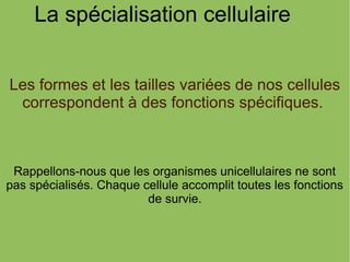 La spécialisation cellulaire
Les formes et les tailles variées de nos cellules
correspondent à des fonctions spécifiques.

Rappellons-nous que les organismes unicellulaires ne sont
pas spécialisés. Chaque cellule accomplit toutes les fonctions
de survie.

 