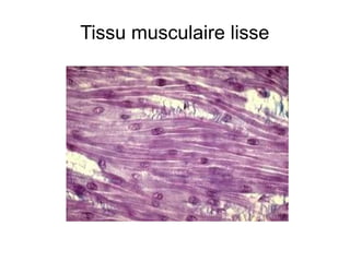 Tissu musculaire lisse

 