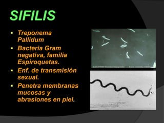 SIFILIS
 Treponema
Pallidum
 Bacteria Gram
negativa, familia
Espiroquetas.
 Enf. de transmisión
sexual.
 Penetra membranas
mucosas y
abrasiones en piel.
 