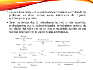 • Los residuos racémicos de aminoácidos retrasan la actividad de las
proteasas; es decir, actúan como inhibidores de tripsina,
quimotripsina y pepsina.
• Entre los isopéptidos, la lisinoalanina ha sido la más estudiada,
probablemente por la nefrocitomegalia (crecimiento anormal de
las células del riñón a nivel del túbulo proximal), además de que
también interfiere con la digestibilidad de proteínas.
 
