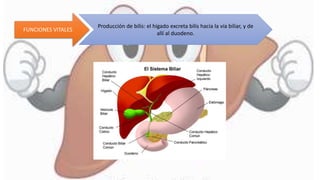 FUNCIONES VITALES
Producción de bilis: el hígado excreta bilis hacia la vía biliar, y de
allí al duodeno.
 