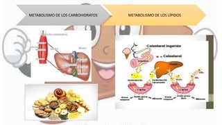 METABOLISMO DE LOS CARBOHIDRATOS METABOLISMO DE LOS LÍPIDOS
 
