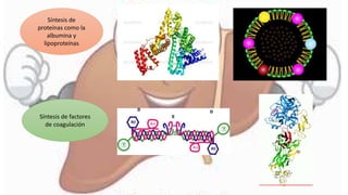 Síntesis de
proteínas como la
albumina y
lipoproteínas
Síntesis de factores
de coagulación
 