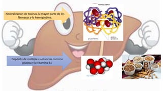 Neutralización de toxinas, la mayor parte de los
fármacos y la hemoglobina.
Depósito de múltiples sustancias como la
glucosa y la vitamina B1
 