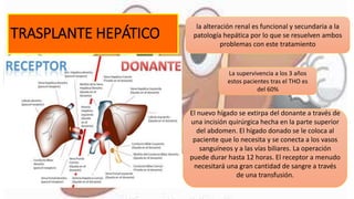 TRASPLANTE HEPÁTICO
la alteración renal es funcional y secundaria a la
patología hepática por lo que se resuelven ambos
problemas con este tratamiento
La supervivencia a los 3 años
estos pacientes tras el THO es
del 60%
El nuevo hígado se extirpa del donante a través de
una incisión quirúrgica hecha en la parte superior
del abdomen. El hígado donado se le coloca al
paciente que lo necesita y se conecta a los vasos
sanguíneos y a las vías biliares. La operación
puede durar hasta 12 horas. El receptor a menudo
necesitará una gran cantidad de sangre a través
de una transfusión.
 