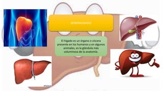 GENERALIDADES
El hígado es un órgano o víscera
presente en los humanos y en algunos
animales, es la glándula más
voluminosa de la anatomía.
 