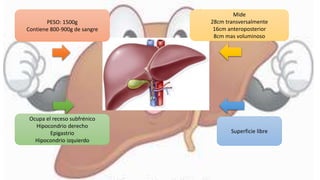 PESO: 1500g
Contiene 800-900g de sangre
Mide
28cm transversalmente
16cm anteroposterior
8cm mas voluminoso
Ocupa el receso subfrénico
Hipocondrio derecho
Epigastrio
Hipocondrio izquierdo
Superficie libre
 