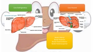 Cara Diafragmática Cara Visceral
Borde Inferior
Borde Posterior
Borde Posteroinferior
Borde Posterosuperior
 